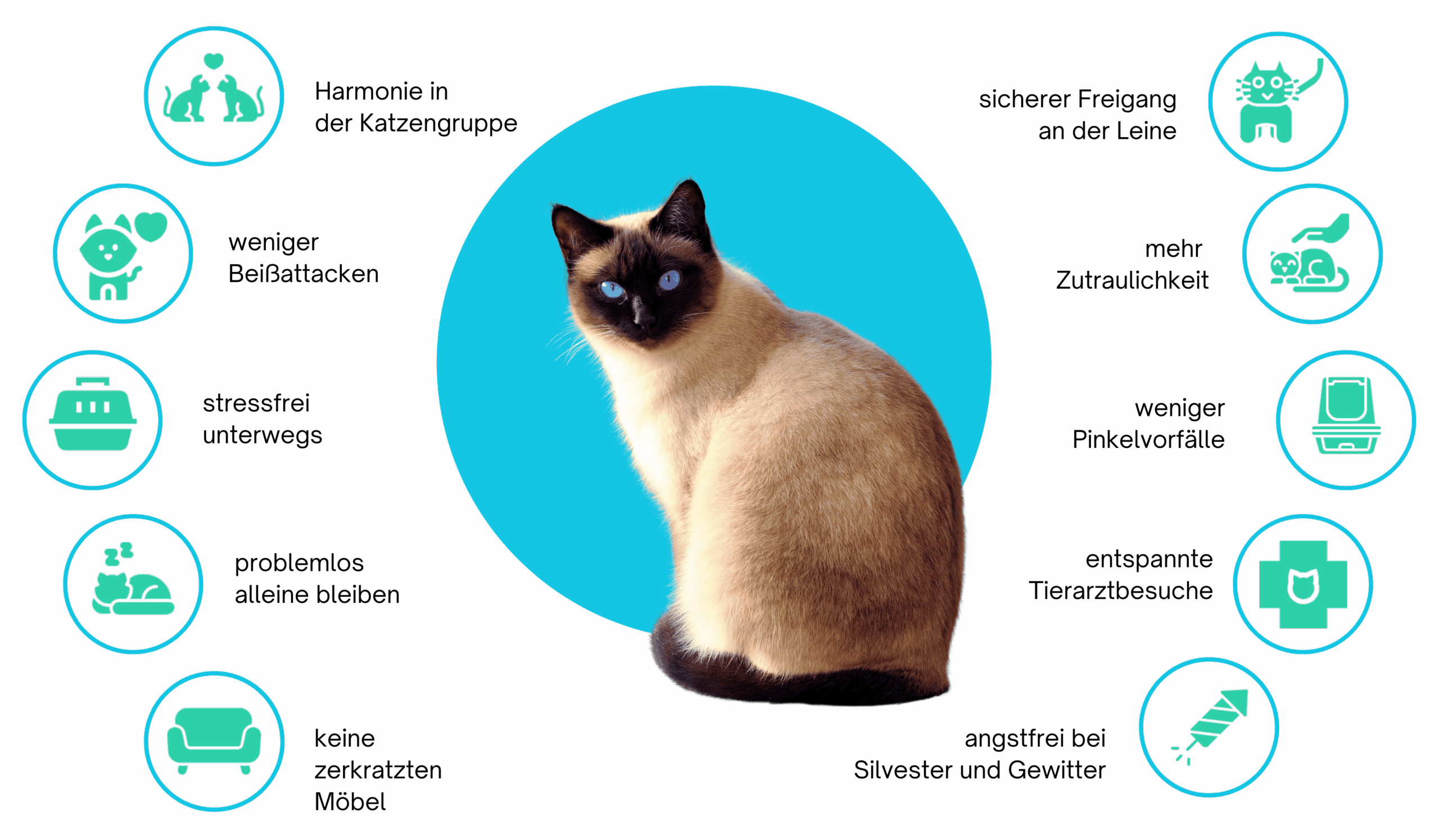 Denise Ott – Wozu Katzentraining Denise Ott - Wozu Katzentraining