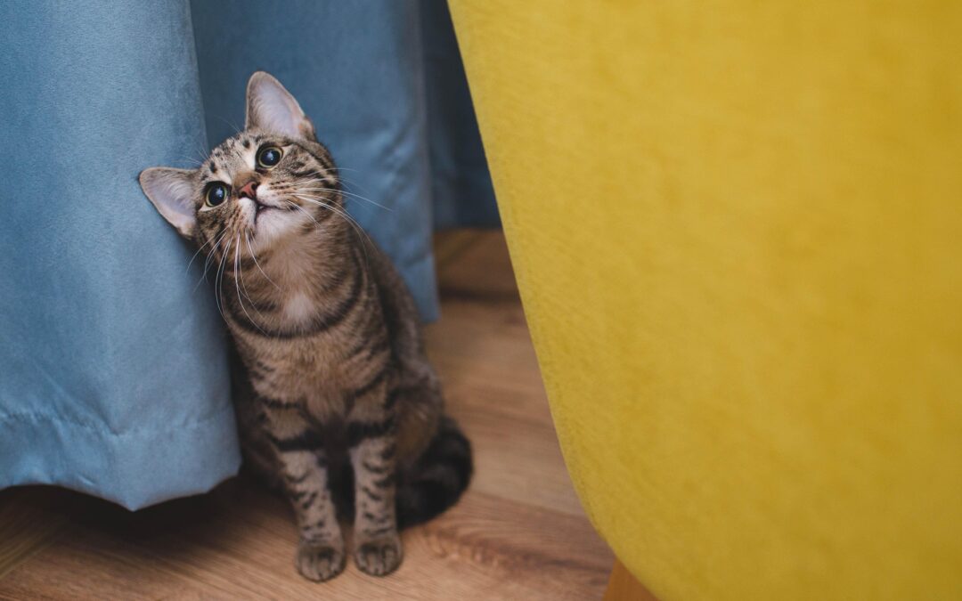 Der dominante Katzencharakter und das Training