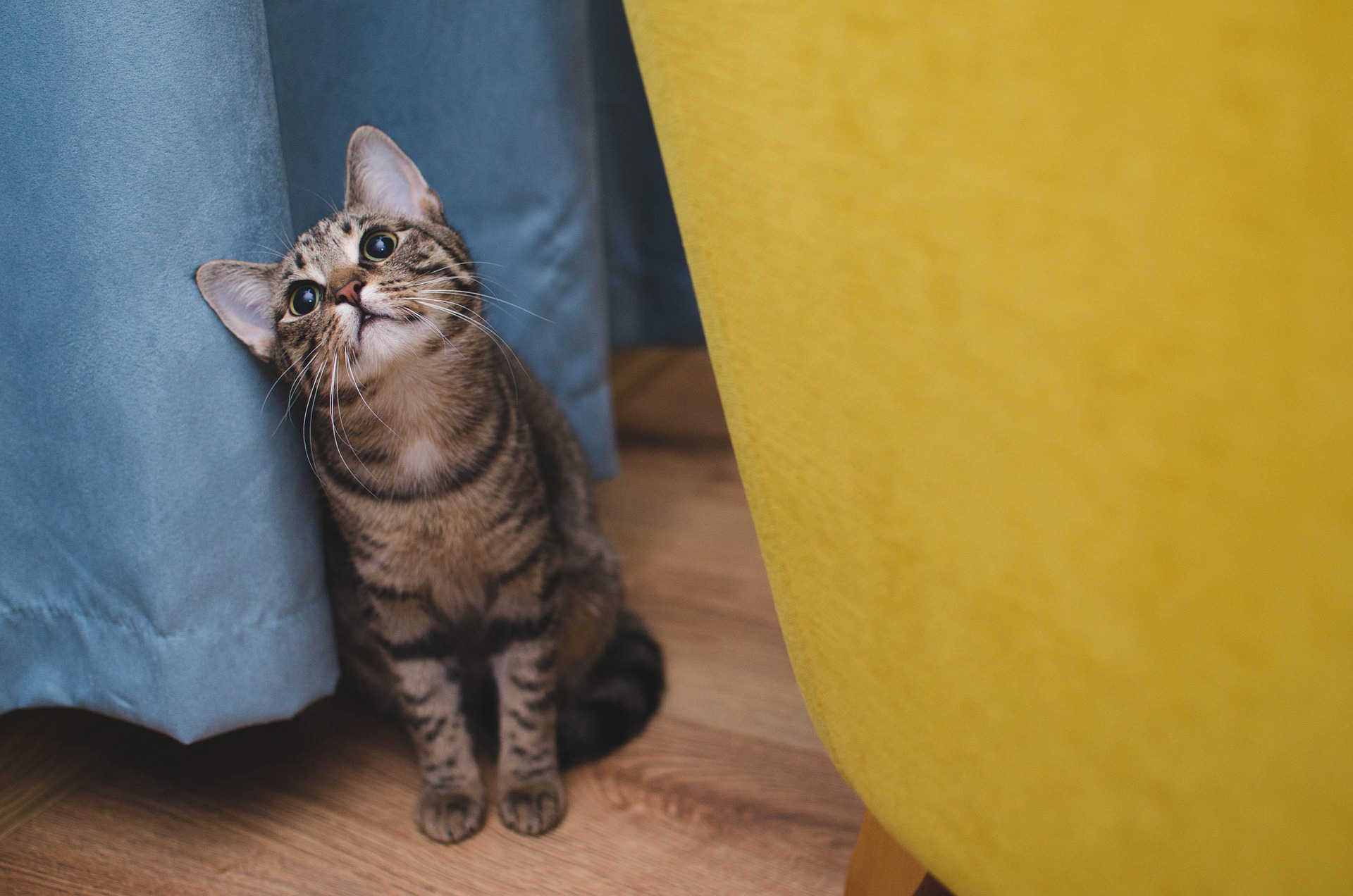 Der dominante Katzencharakter und das Training