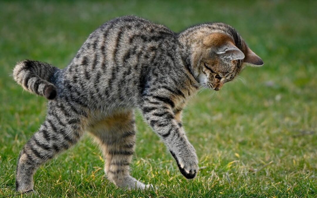 Der initiative Katzencharakter und das Training