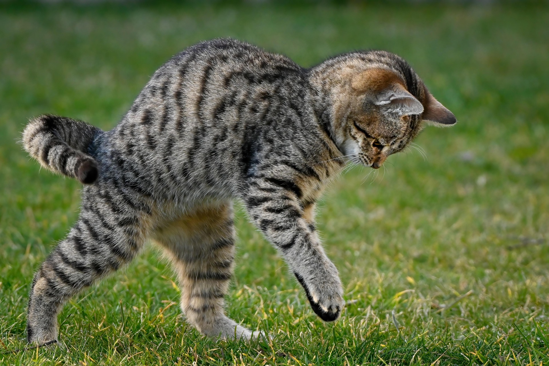 Der initiative Katzencharakter und das Training