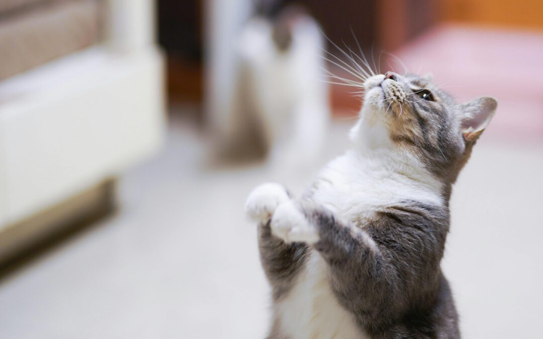 Tricktraining für Katzen – Männchen & High 10