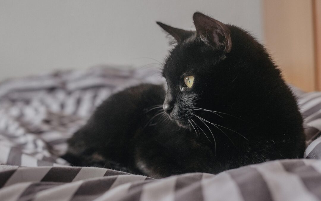 Der stetige Katzencharakter und das Training