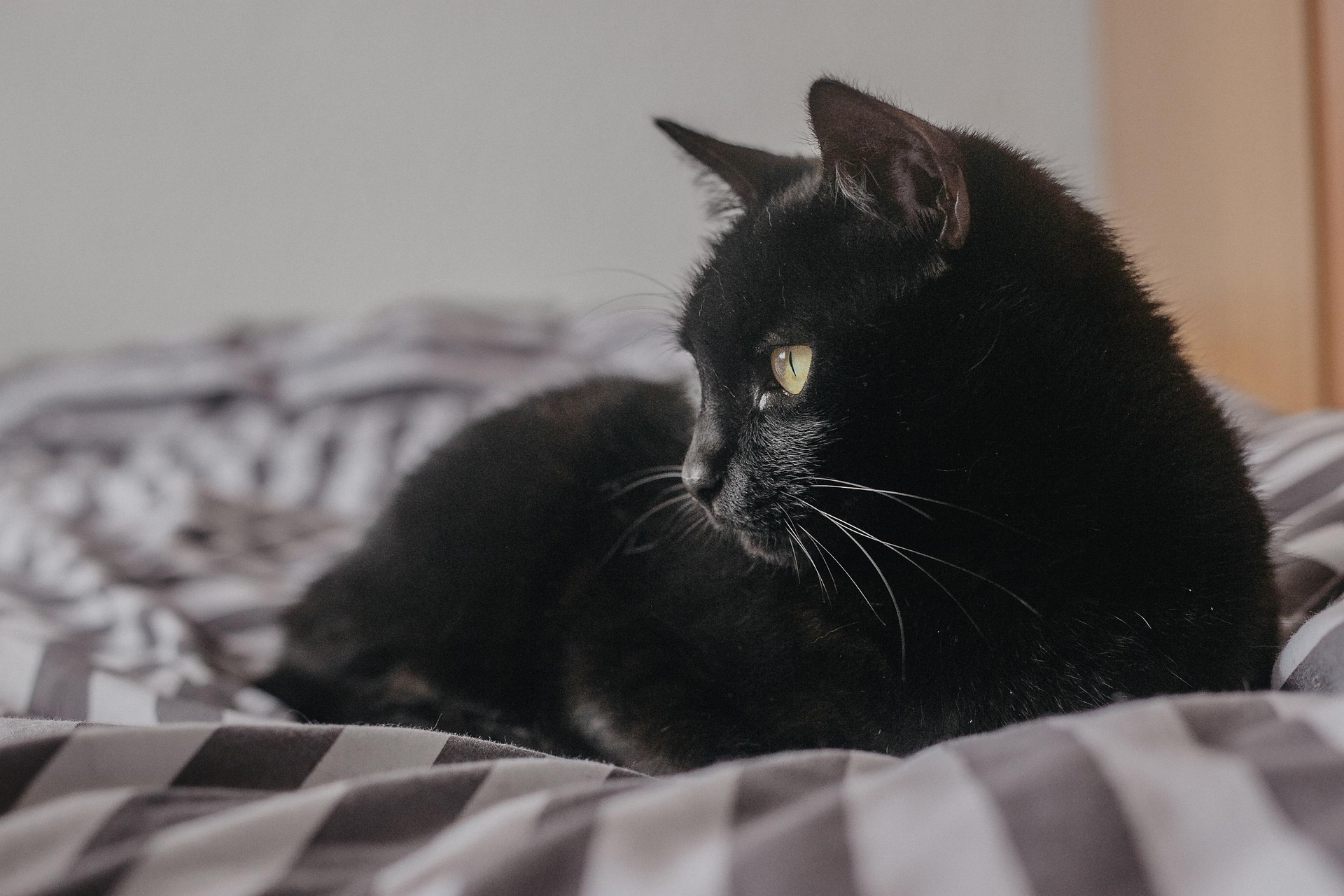 Der stetige Katzencharakter und das Training