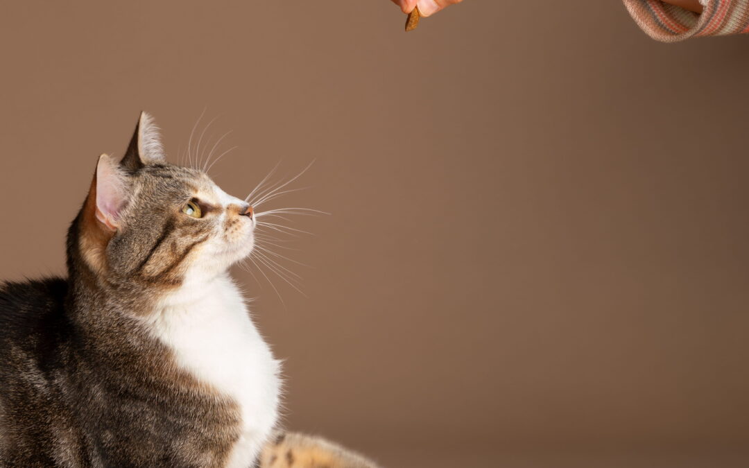 Aufdringliche und freche Katzen im Training